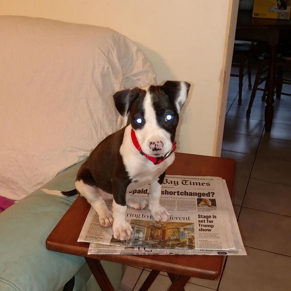 Meet your Posher, Paula - Picture 1 of 1